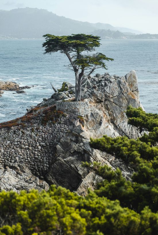 A lone windswept tree clings to a jagged cliff by the sea, perched above rugged rocks and turquoise water, with distant misty mountains.